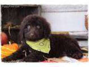 Labradoodle Puppy for sale in Bowling Green, MO, USA