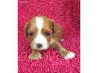 Cavapoo Puppy for sale in Wayland, IA, USA