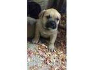 Cane Corso Puppy for sale in Beachwood, OH, USA