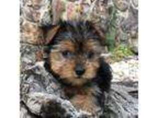 Yorkshire Terrier Puppy for sale in Trenton, GA, USA