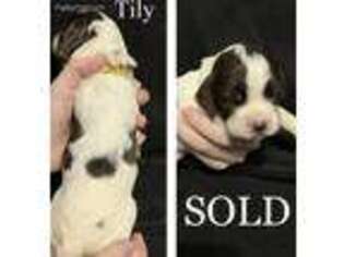 English Springer Spaniel Puppy for sale in Upatoi, GA, USA