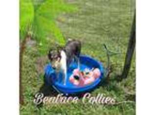 Collie Puppy for sale in Marysville, OH, USA