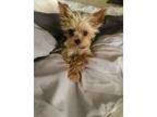 Yorkshire Terrier Puppy for sale in Parker, AZ, USA