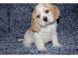 Cocker Spaniel Puppy for sale in Hawarden, IA, USA