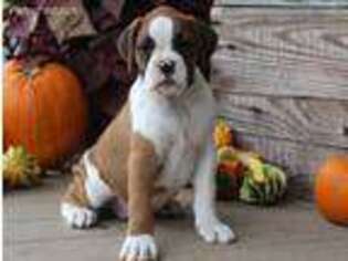 Boxer Puppy for sale in Spring Hill, FL, USA