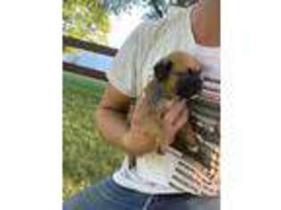 Boxer Puppy for sale in Richland Center, WI, USA