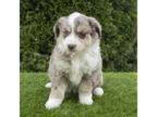 Australian Shepherd Puppy for sale in Sugarcreek, OH, USA