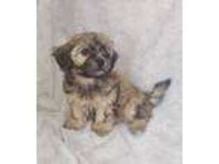 Shorkie Tzu Puppy for sale in Harrison City, PA, USA