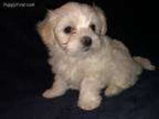 Maltese Puppy for sale in South Saint Paul, MN, USA