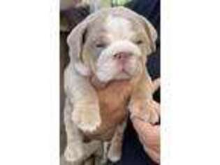 Bulldog Puppy for sale in Atwater, CA, USA