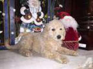 Labradoodle Puppy for sale in CLEARWATER, FL, USA