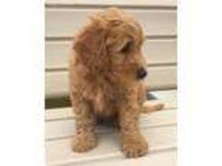 Goldendoodle Puppy for sale in La Crosse, WI, USA