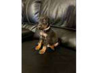 Doberman Pinscher Puppy for sale in Brandon, FL, USA
