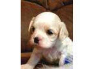 Cavachon Puppy for sale in Doon, IA, USA