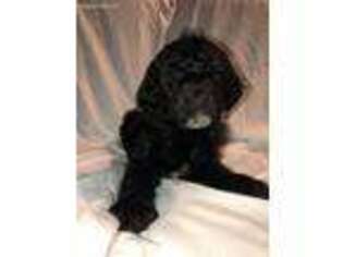 Goldendoodle Puppy for sale in Chesterfield, VA, USA