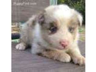 Australian Shepherd Puppy for sale in Sardinia, OH, USA
