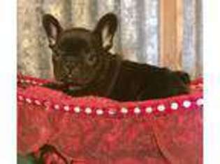 French Bulldog Puppy for sale in Brownsboro, TX, USA