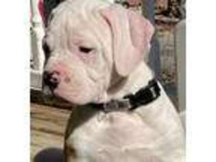 American Bulldog Puppy for sale in Owings Mills, MD, USA