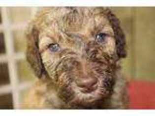 Mutt Puppy for sale in Pass Christian, MS, USA