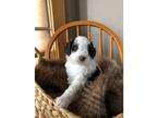 Mutt Puppy for sale in Mason City, IA, USA