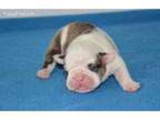 Bulldog Puppy for sale in Lagrange, IN, USA