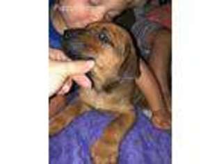 Rhodesian Ridgeback Puppy for sale in Manteno, IL, USA