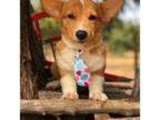 Pembroke Welsh Corgi Puppy for sale in Whitesboro, TX, USA