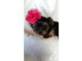 Yorkshire Terrier Puppy for sale in SUN CITY, AZ, USA