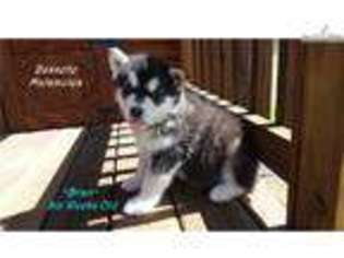 Alaskan Malamute Puppy for sale in Abilene, TX, USA