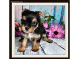 Yorkshire Terrier Puppy for sale in Rigby, ID, USA