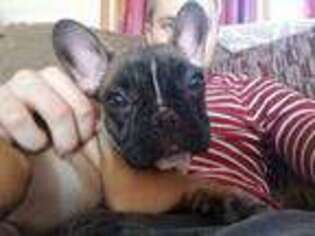 French Bulldog Puppy for sale in Rochester, MN, USA