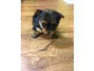 Yorkshire Terrier Puppy for sale in Catawba, SC, USA
