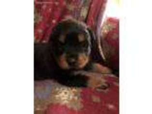 Rottweiler Puppy for sale in Wheatfield, IN, USA