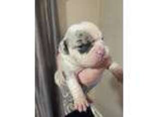 Mutt Puppy for sale in Cranston, RI, USA