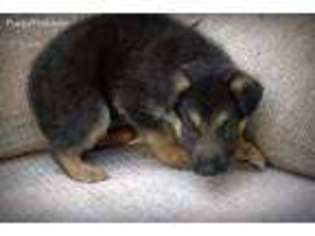 German Shepherd Dog Puppy for sale in Chase City, VA, USA