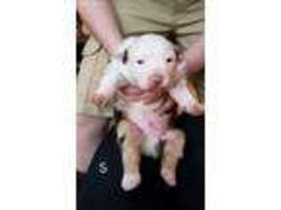 Australian Shepherd Puppy for sale in Fremont, OH, USA