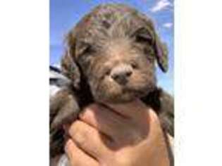Labradoodle Puppy for sale in Newberry Springs, CA, USA