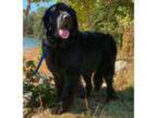 Newfoundland Puppy for sale in Emory, TX, USA