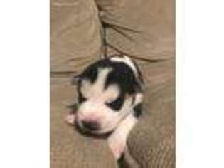 Siberian Husky Puppy for sale in Bellevue, OH, USA