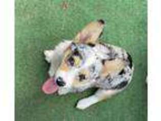 Pembroke Welsh Corgi Puppy for sale in San Diego, CA, USA