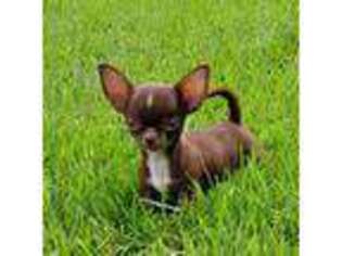 Chihuahua Puppy for sale in Twin Bridges, MT, USA