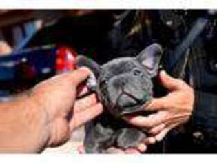 French Bulldog Puppy for sale in Green Bay, WI, USA