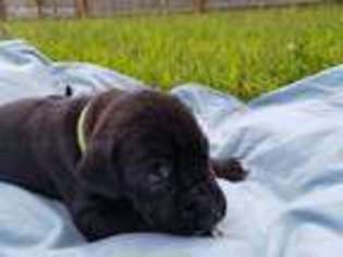 Great Dane Puppy for sale in Manchester, PA, USA