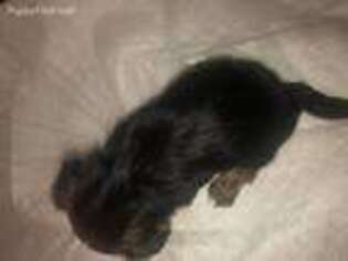Yorkshire Terrier Puppy for sale in Roslindale, MA, USA