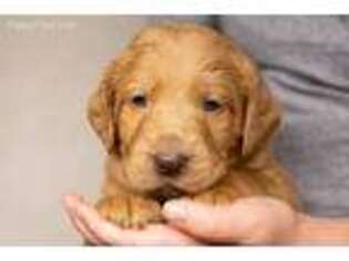 Labradoodle Puppy for sale in Rome, PA, USA
