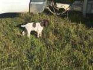 German Shorthaired Pointer Puppy for sale in Cheyenne, WY, USA