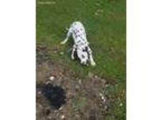 Dalmatian Puppy for sale in Webberville, MI, USA