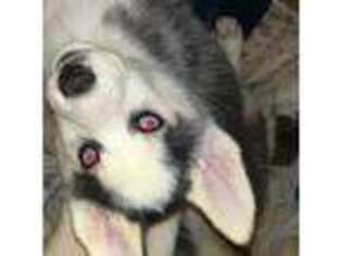 Siberian Husky Puppy for sale in Holtwood, PA, USA