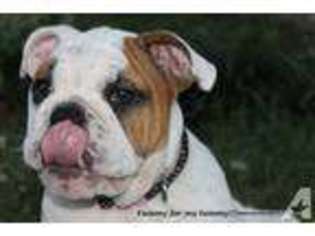 Bulldog Puppy for sale in EVANSVILLE, IN, USA