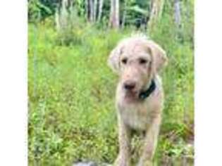 Labradoodle Puppy for sale in Litchfield, ME, USA